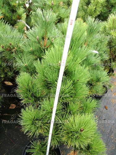 Havasi törpefenyő Misty, Pinus mugo, 90 - 100 cm, kont. 15l