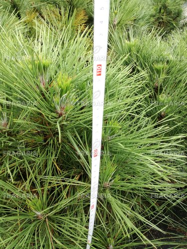 Feketefenyő Spielberg, Pinus nigra, 30 - 40 cm, kont. 5l