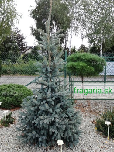 Engelmann fenyő, spp. Mexicana Pervana, Picea engelmannii, 40 – 50 cm, kont. 3l