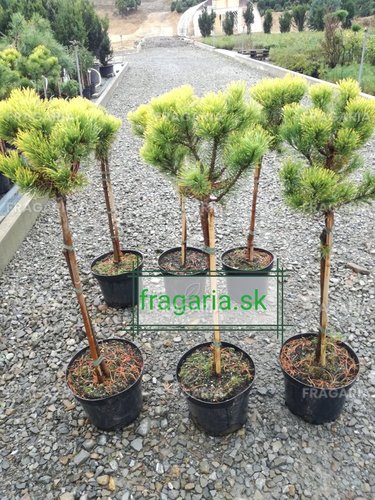 Havasi törpefenyő Carlsten´s, Pinus mugo 80 - 100 cm, kont. 5l