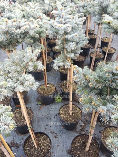 Ezüstfenyő  Glauca Globosa, Picea pungens 30 - 35 cm, kont. 3l