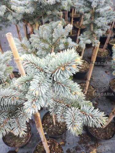 Ezüstfenyő Glauca Globosa, Picea pungens 30 - 35 cm, kont. 3l