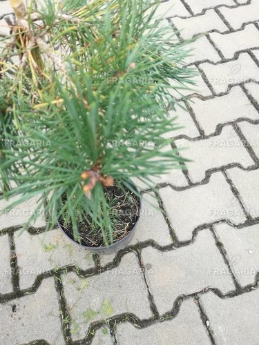 Erdeifenyő Hillside creeper, Pinus sylvestris, 30 - 35 cm, kont. 3l