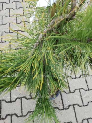 Japán erdeifenyő Pendula, Pinus densiflora, 95 - 100 cm, kont. 5l