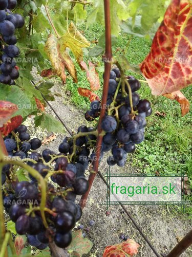 Rókaszőlőt Buffalo, Vitis labrusca, kont. 0,5 l