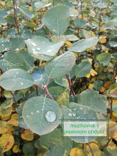 Fanyarka Martin, Amelanchier alnifolia kont. 0,5 l