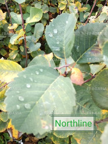 Fanyarka Northline , Amelanchier alnifolia kont. 0,5 l