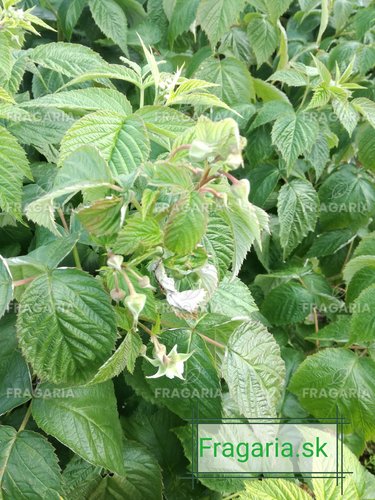 Málna Delniwa, Rubus idaeus 10 - 20 cm kont. 1l