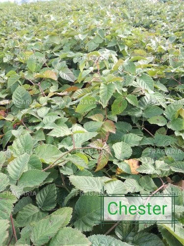Fekete szeder Chester, Rubus fruticosus 30 - 40 cm kont. 0,5 I
