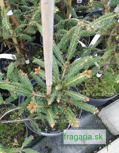 Közönséges lucfenyő Finedonensis, Picea abies 30 - 40 cm, kont. 3l