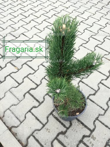 Feketefenyő Oregon Green, Pinus nigra, 40 – 50 cm, kont. 5l