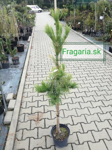 Japán erdeifenyő Pendula, Pinus densiflora, 95 - 100 cm, kont. 5l