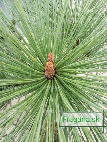 Jeffrey fenyő Joppi, Pinus jeffreyi Joppi, 50 - 55 cm, kont. 5l
