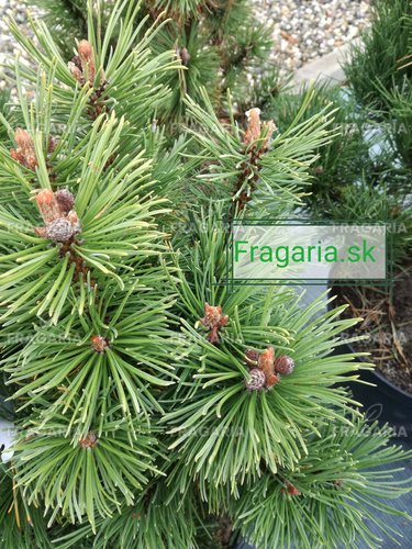 Havasi törpefenyő Alpenzwerg, Pinus mugo 50 - 55 cm, kont. 5l