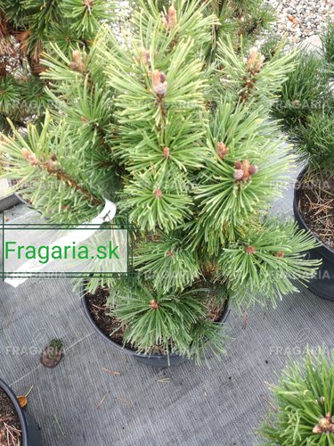 Havasi törpefenyő Alpenzwerg, Pinus mugo 50 - 55 cm, kont. 5l