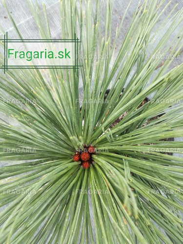 Jeffrey fenyő Joppi, Pinus jeffreyi Joppi, 30 - 35 cm, kont. 3l