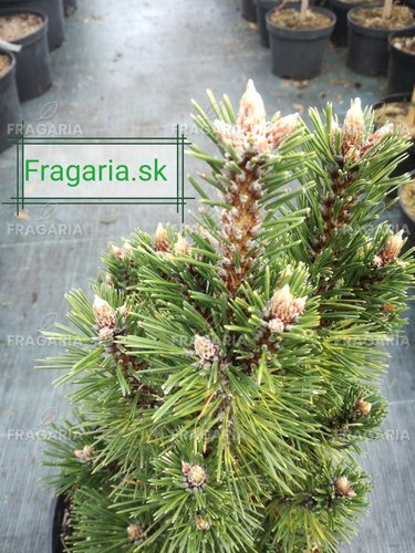 Feketefenyő Komet, Pinus nigra, 35 - 40 cm, kont. 7l
