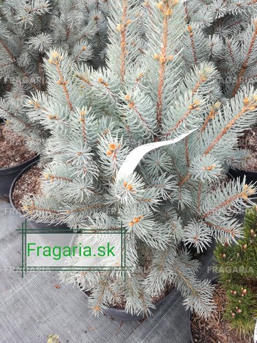 Ezüstfenyő Iseli Fastigiata, Picea pungens 40 - 55 cm, kont. 5l