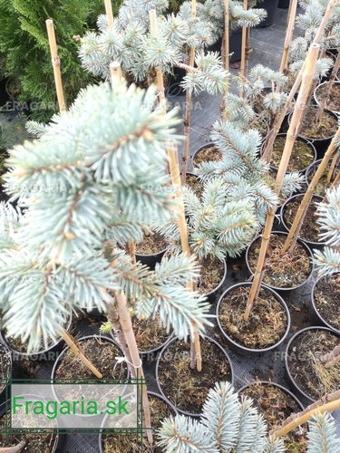 Ezüstfenyő  Bialobok, Picea pungens 50- 55 cm, kont. 3l