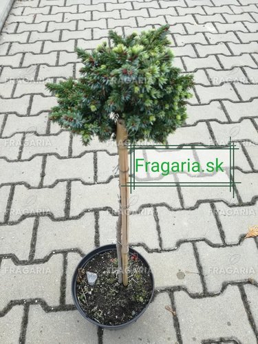 Szerb lucfenyő  Peve Tijn, Picea omorika 20 - 35 cm, kont. 3l