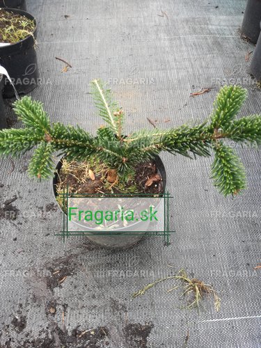 Kaukázusi jegenyefenyő Robusta, Abies nordmanniana, 20 - 25 cm, kont. 3l