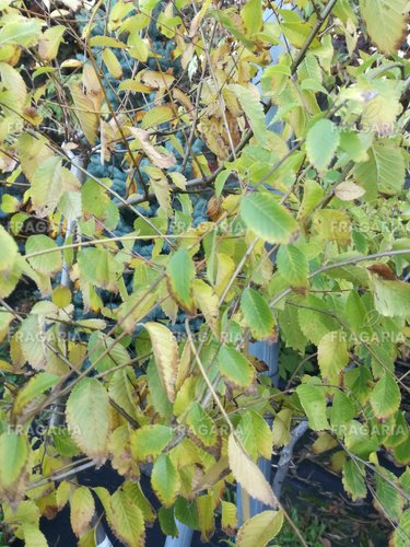 Szibériai szil Aurea -Beijing Gold/ Aurea, Ulmus pumila, 160 – 170 cm, kont. 5l