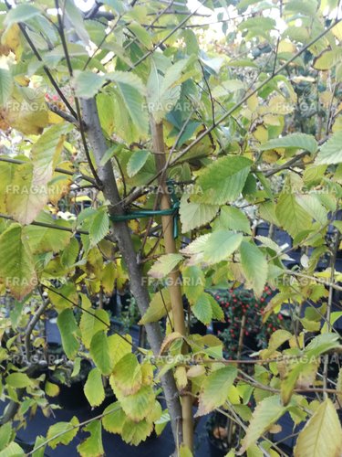 Szibériai szil Aurea -Beijing Gold/ Aurea, Ulmus pumila, 160 – 170 cm, kont. 5l