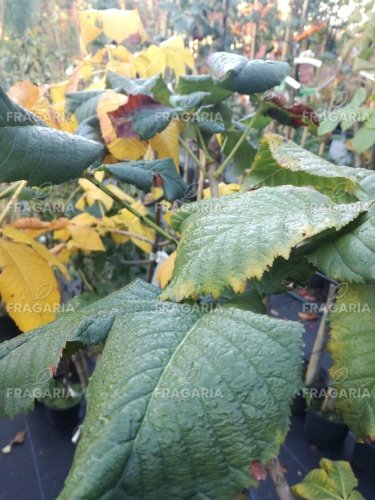 Piros virágú vadgesztenye Briotii, Aesculus x carnea, kont. C5,  100 cm