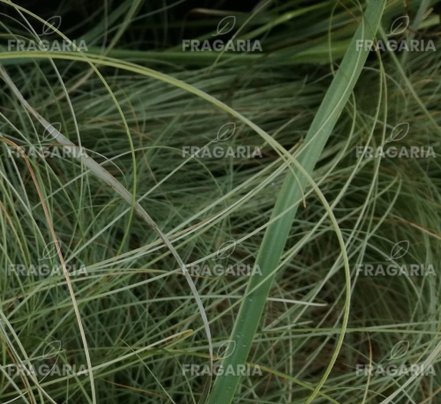 Deres lombú sás Amazon Mist, Carex comans, kont. 3l