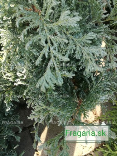 Szavára álciprus  Lieve, Chamaecyparis pisifera 30 - 40 cm, kont 3l