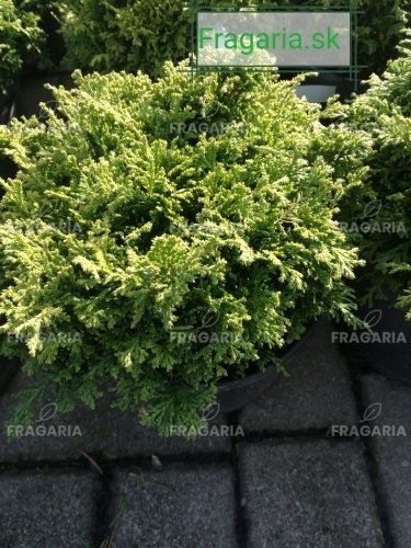 Szavára álciprus Hime - Sawara, Chamaecyparis pisifera 10 - 20 cm, kont 3l