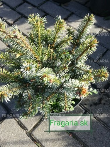 Koreai jegenyefenyő Blauer Pfiff , Abies koreana, kont. C3  20 – 25 cm