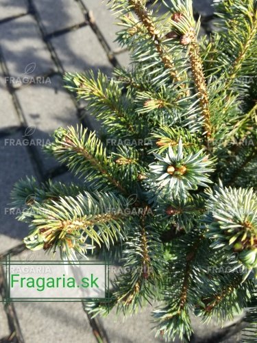 Koreai jegenyefenyő Blauer Pfiff , Abies koreana, kont. C3  20 – 25 cm
