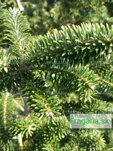 Koreai jegenyefenyő Brevifolia  Abies koreana 30 - 40 cm. kont. 3l