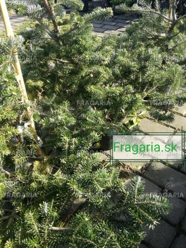 Koreai jegenyefenyő Brevifolia  Abies koreana 30 - 40 cm. kont. 3l