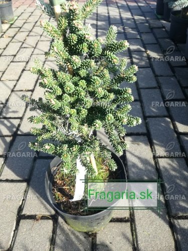 Koreai jegenyefenyő Brevifolia  Abies koreana 30 - 40 cm. kont. 3l