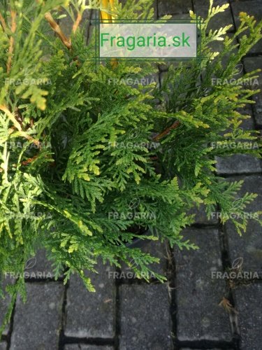 Fonalas tuja Sunshine, Thuja plicata, 60 - 70 cm, kont. 3l