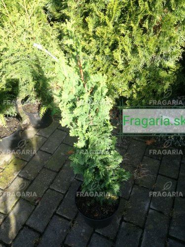 Nyugati tuja Strasbourg, Thuja occidentalis 40 - 60 cm, kont. 3l