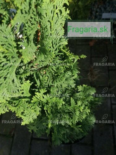 Nyugati tuja Strasbourg, Thuja occidentalis 40 - 60 cm, kont. 3l