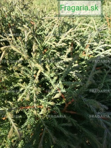 Nyugati tuja Mr Bowling Ball,  Thuja occidentalis , 20 – 30 cm, kontajner 3l