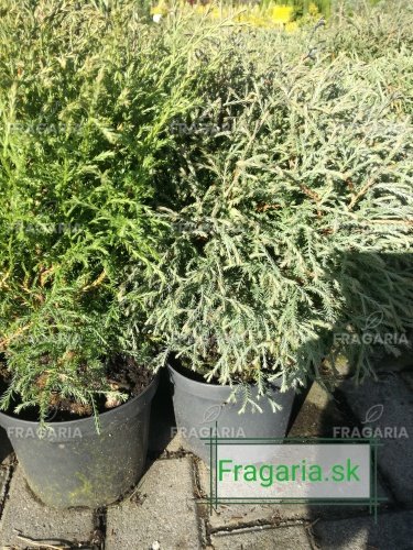 Nyugati tuja Mr Bowling Ball,  Thuja occidentalis , 20 – 30 cm, kontajner 3l