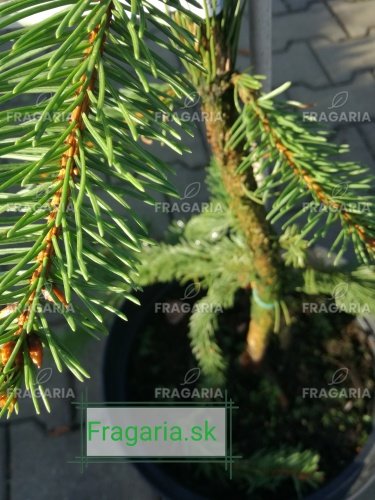 Közönséges lucfenyő Virgata, Picea abies 80 - 130 cm, kont. 10l