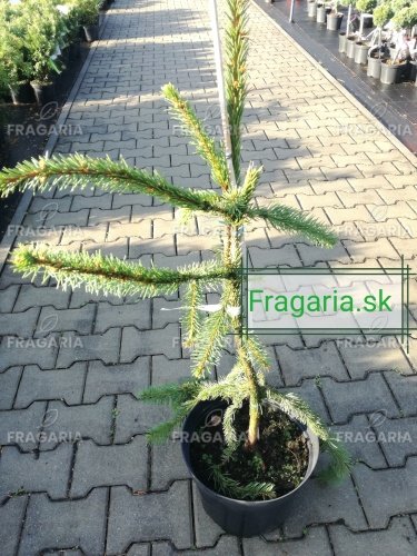 Közönséges lucfenyő Virgata, Picea abies 80 - 130 cm, kont. 10l