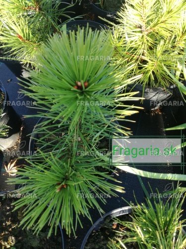 Balkáni páncélfenyő, Pinus leucodermis – heldreichii,  40 - 50 cm, kont. 3l