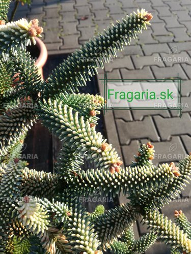 Andalúziai jegenyefenyő Aurea, Abies pinsapo 60 - 70 cm, kont. 15l