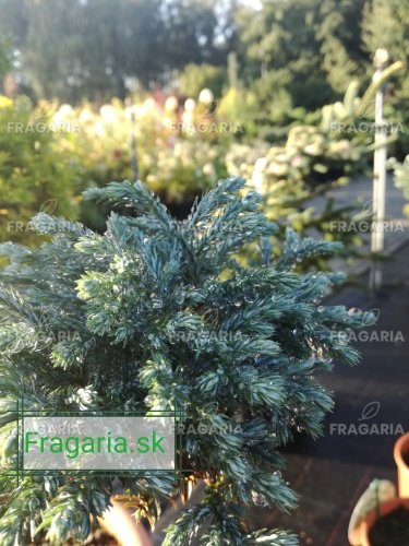 Szavára álciprus Blue Moon, Chamaecyparis pisifera 45 - 50 cm Törzsre, kont. 3l