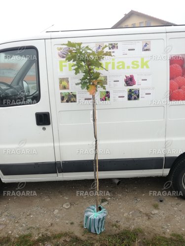 Oszlopos mocsári tölgy Green Dwarf, Quercus palustris 120 - 180 cm, kont. 10I