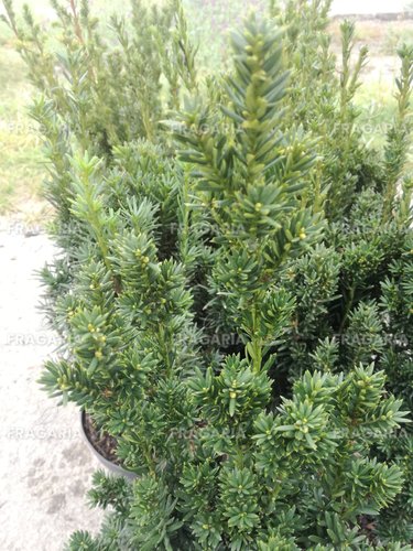 Oszlopos tiszafa Hillii, Taxus media 50 - 70 cm, kont. 3l