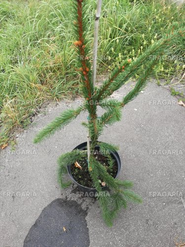 Közönséges lucfenyő Virgata, Picea abies 80 - 130 cm, kont. 10l