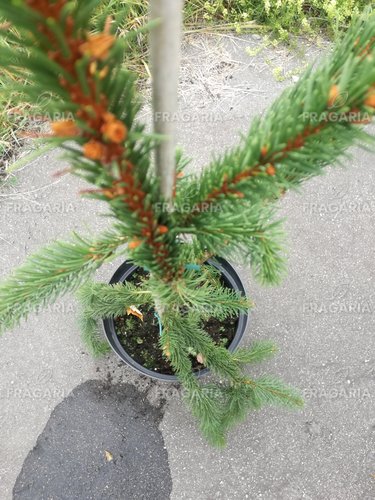 Közönséges lucfenyő Virgata, Picea abies 80 - 130 cm, kont. 10l